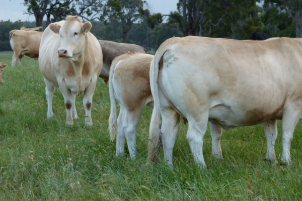 BLONDE D'AQUITAINE CATTLE - Alimentos Estrela LTDA