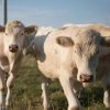 CHAROLAIS CATTLE - Alimentos Estrela LTDA